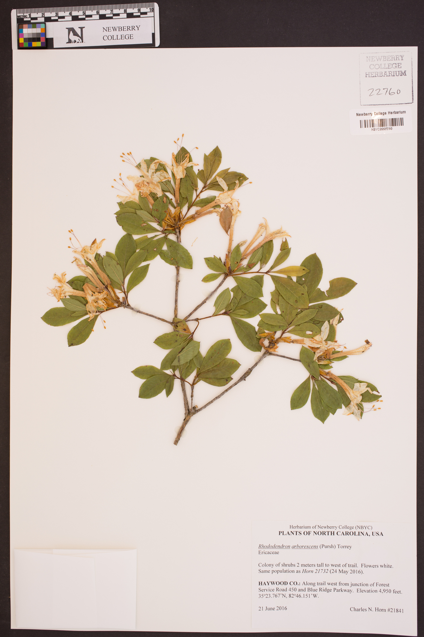 Rhododendron arborescens image