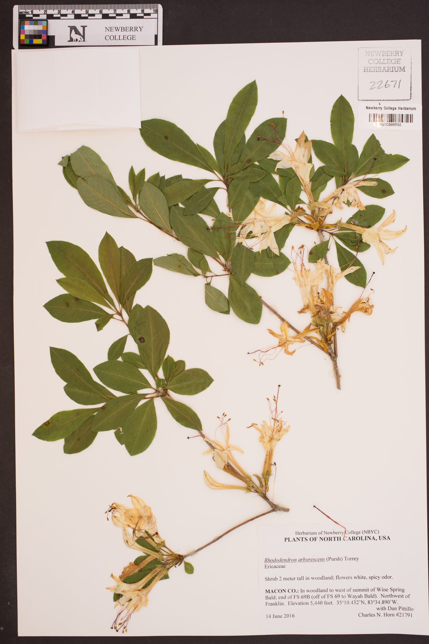 Rhododendron arborescens image