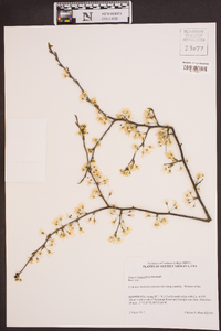 Prunus angustifolia image