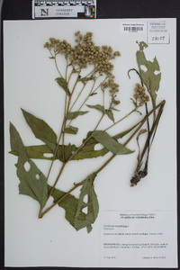 Parthenium integrifolium image