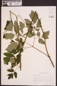 Actaea racemosa image