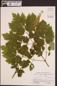 Actaea racemosa image