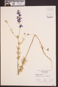 Delphinium ajacis image