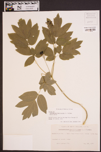 Caulophyllum thalictroides image