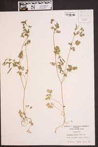 Corydalis flavula image