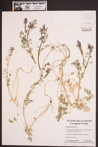 Fumaria officinalis image