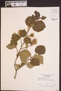 Fothergilla major image