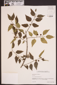 Celtis laevigata image