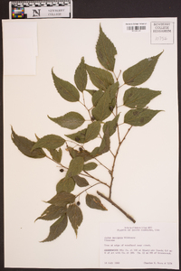 Celtis laevigata image