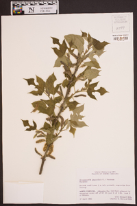 Broussonetia papyrifera image