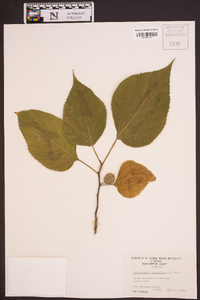 Broussonetia papyrifera image