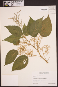 Laportea canadensis image