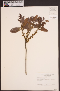 Myrica heterophylla image