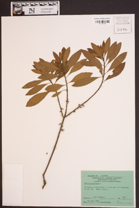 Myrica cerifera image