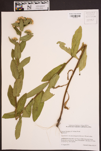 Pluchea baccharis image