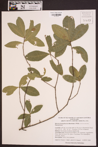 Quercus hemisphaerica image