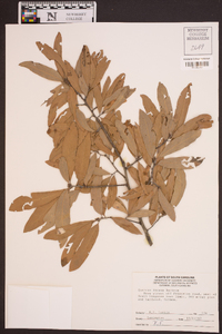 Quercus incana image