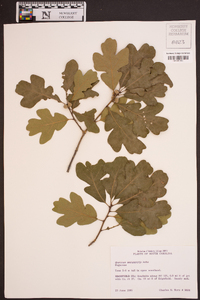 Quercus margaretta image