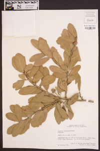 Quercus virginiana image