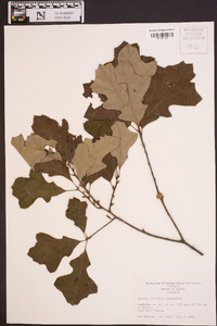 Quercus ilicifolia image