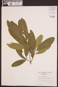 Quercus imbricaria image