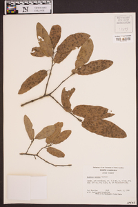 Quercus incana image