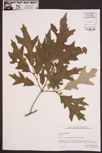 Quercus lyrata image