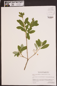 Rhododendron pilosum image
