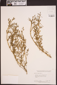 Sesuvium maritimum image