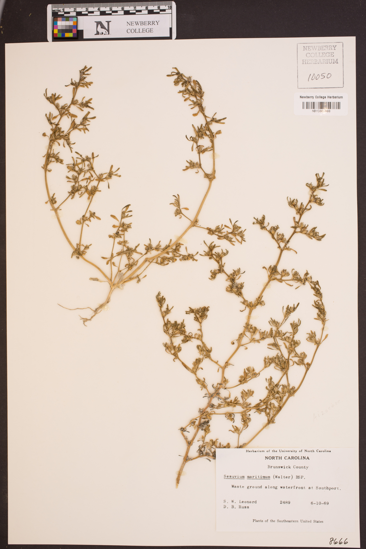 Sesuvium maritimum image