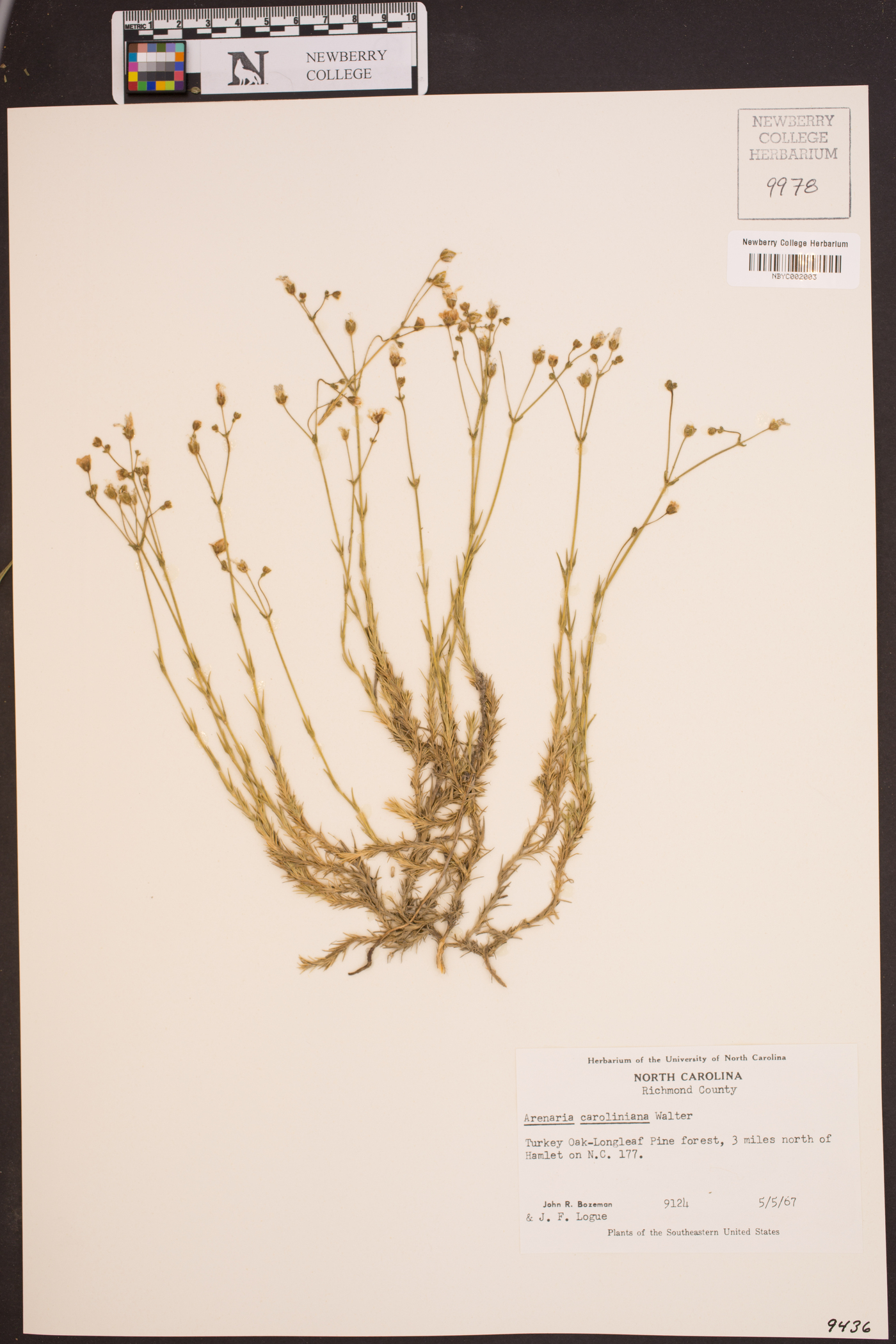 Sabulina caroliniana image