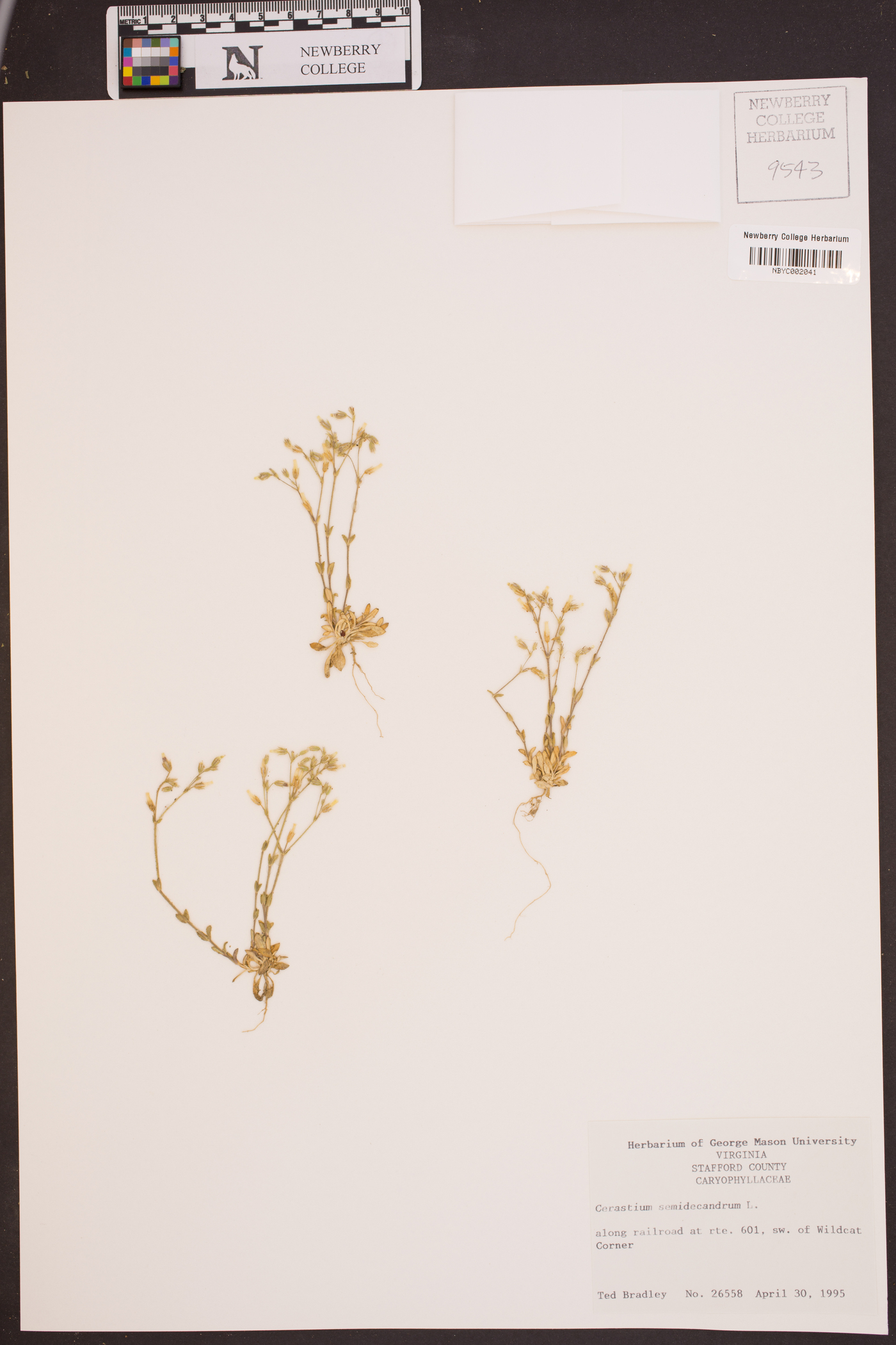 Cerastium semidecandrum image