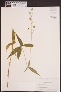 Silene stellata image