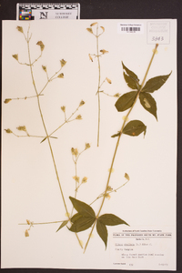 Silene stellata image