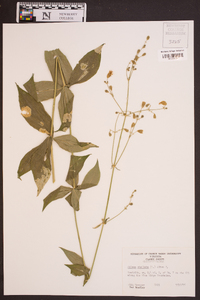 Silene stellata image