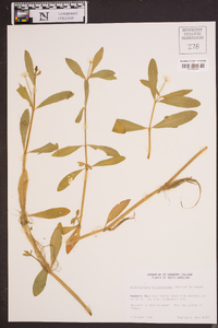 Alternanthera philoxeroides image