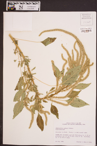 Amaranthus palmeri image