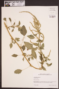 Amaranthus spinosus image