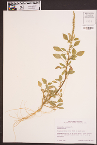 Amaranthus spinosus image