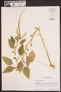 Amaranthus spinosus image