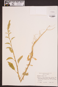 Amaranthus palmeri image