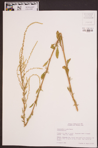 Amaranthus tuberculatus image