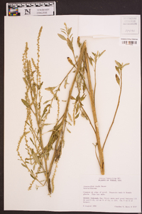 Amaranthus tuberculatus image