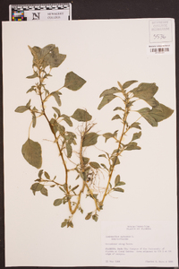 Amaranthus spinosus image