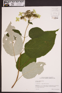 Hydrangea radiata image