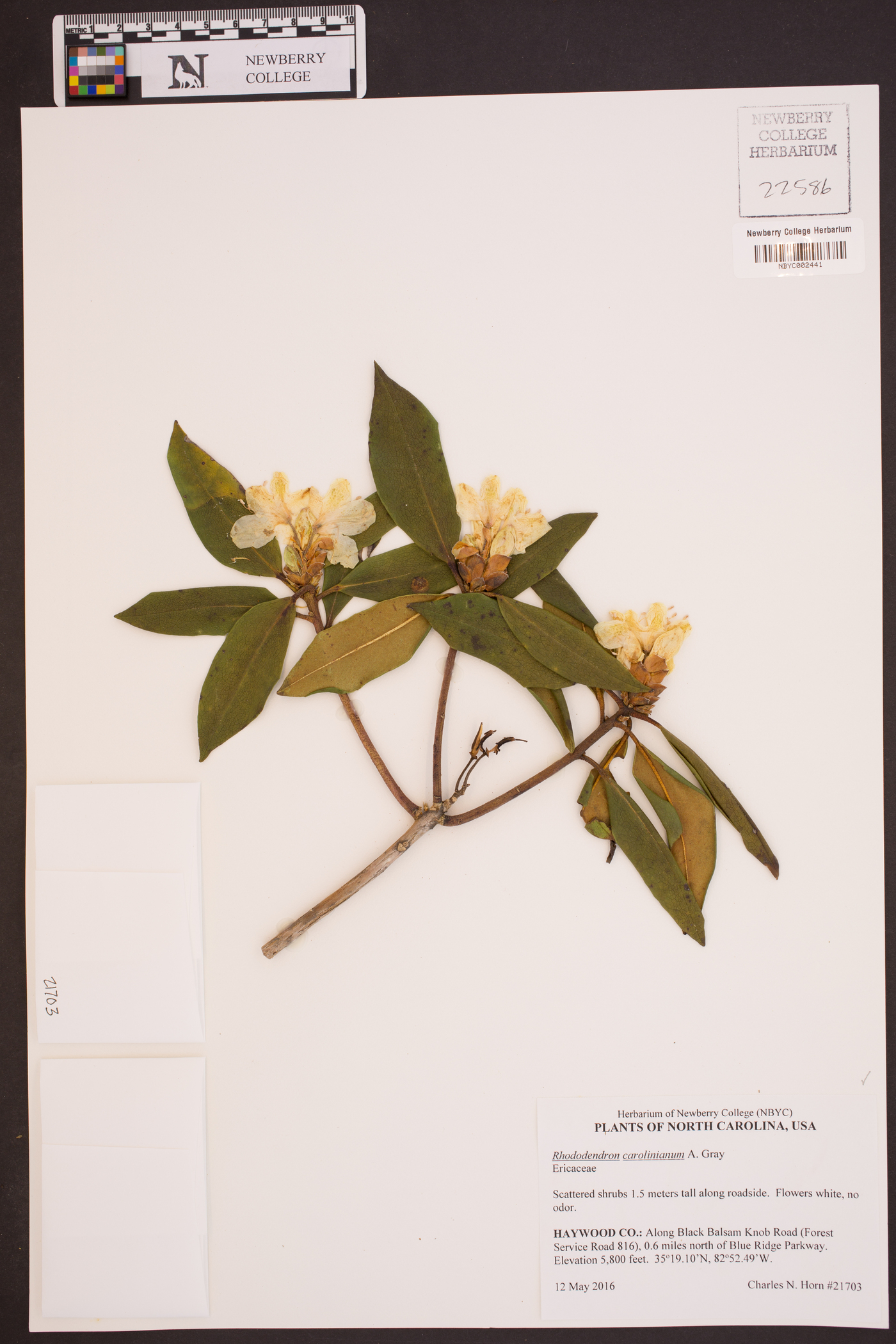 Rhododendron carolinianum image