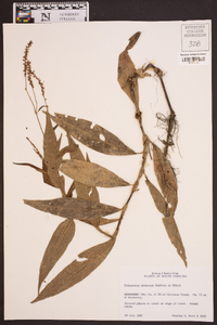 Polygonum setaceum image