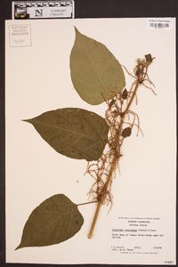 Reynoutria japonica image