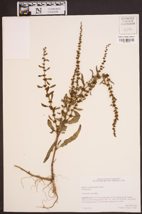 Rumex conglomeratus image