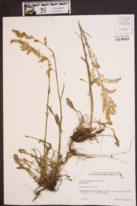 Rumex hastatulus image